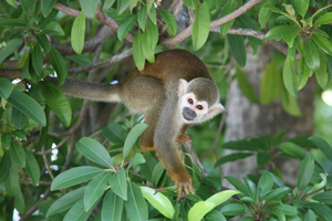 Bayahibe: Monkeyland and Country House Tour with Pickup