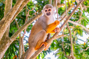 Desde Bayahibe: Safari de medio día a Monkeyland