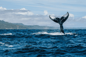 ミチェス：サマナ湾でのプライベートホエールウォッチング