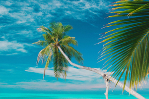 Private: Isla Saona VIP Escape Luxury Beach & Speedboat Tour