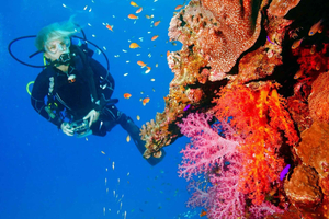 Punta Cana: Reef Diving Adventure Explore Underwater Wonders