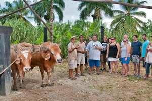 Safari Punta Cana : culture locale, nature, dégustations et plage de Macao