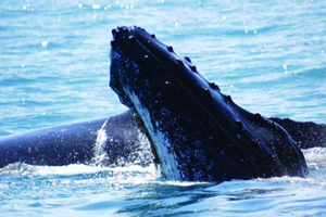 Punta Cana: Whale Watching, Cayo Levantado & Waterfall