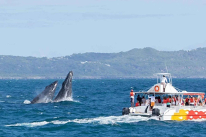 Whale watch tour from Sto. Dgo. with Bacardi Island & Lunch