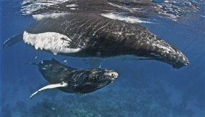 Humpback Whale Watching in the Dominican Republic