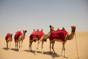 Dubai: Bedouin Camp, Dune Safari, Falcon Show & BBQ Dinner