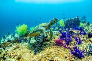 Fujairah: 2 Fun Dive Experience for Certified Divers