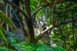 The Green Planet: la selva tropical interior única de Dubái