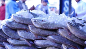 Fish Market