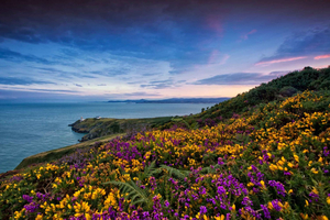 Fra Dublin: Halvdags guidet tur langs kysten til Howth Village