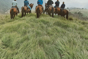 Glendalough: Wicklow Mountains Horseback Ride
