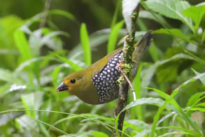 Durban: Excursão de observação de aves na floresta Dlinza