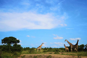Durban: Hluhluwe Big 5 Safari mit Pro Zeiss Ferngläsern