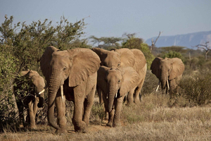 Da tour safari di 4 giorni nello Zululand e nell’Ukhahlamba