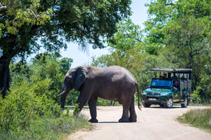 Da safari classico all'Hluhluwe-iMfolozi Park, dimora dei Big Five