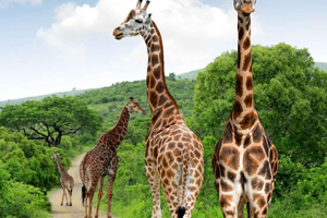 Vanuit safari van een halve dag in wildreservaat Ndumo en curiosawinkel