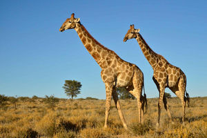 Desde Durban: tour de medio día en safari