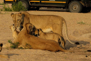 Da gita di 1 giorno con safari all'Hluhluwe Game Reserve