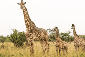Riserva di caccia di Hluhluwe–iMfolozi: safari da Durban