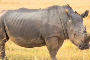 Z Durbanu: całodniowe safari w Parku Narodowym Pilanesberg