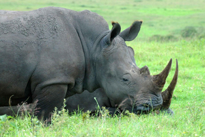 From Durban: Safari & PheZulu Village Day Tour