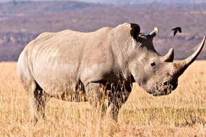 From Durban - Thula Thula Game Reserve Half-Day Safari