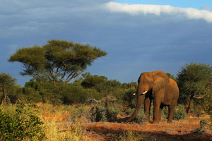 Halvdagssafari i Tala Game Reserve og Natal Park fra Durban