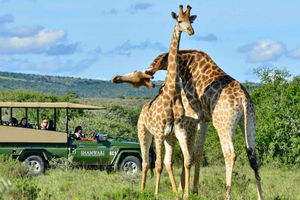 Halvdag Tala Game Reserve & Phezulu Safari från Durban