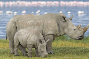 Half Day Tala Game Reserve & Valley of 1000 Hills fro Durban