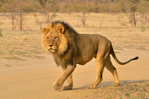 Safari Hluhluwe Imfolozi e villaggio culturale Dumazulu
