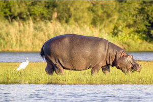 Tour di un giorno con crociera in barca e fotosafari a Isimangaliso da Durban