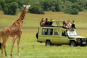 Phezulu Safari Park 1/2 Day Tour From Durban
