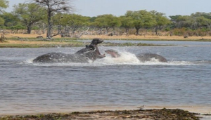 Africa on the Move