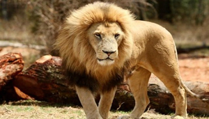 Durban Safaris.com