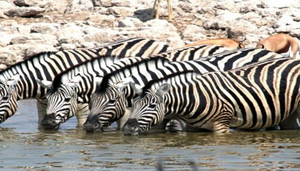 Safaris for Africa