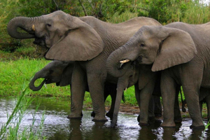 Tala Game Reserve & Natal Park: dagtour vanuit Durban