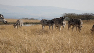 Tala Game Reserve