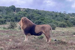 : 2-Day Addo Elephant Park & Schotia Safari Tour
