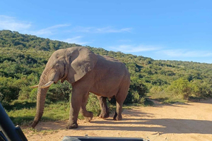 Addo : Addo Elephant National Park Safari Tour