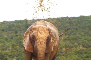 Addo big 5-tur