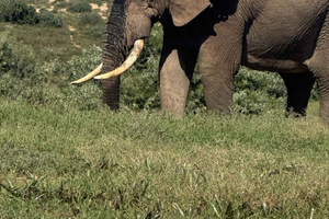 Addo Elephant National Park: Full-Day Open-Safari with Lunch