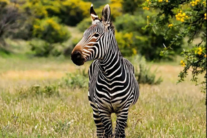 Addo Elephant National Park Full-day Safari: Port Elizabeth