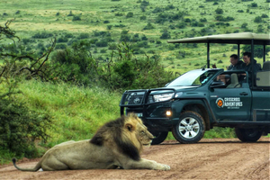 Addo Elephant National Park: Heldags safaritur med frokost