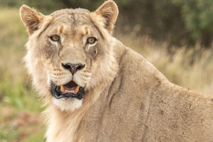 Addo Elephant National Park: Guided Safari in Your Own Car