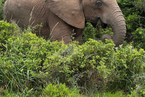 Addo Elephant National Park: Half-Day Open-Safari