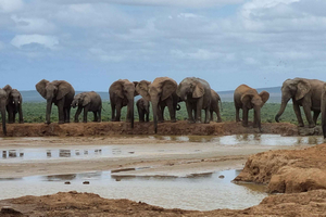 Addo Elephant National Park Private Full-Day Safari