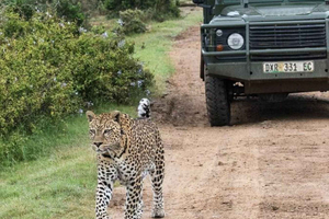 Addo Elephant National Park: Self-Drive Safari Day Trip