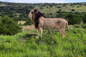 Addo Elephant Park:Safari Tour meet Big 5 to be satisfied