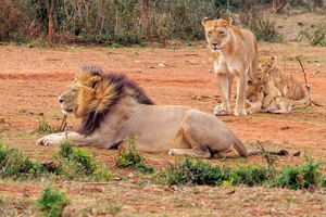 Addo Game Drive /Traditional Braai-BBQ Lunch