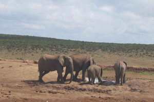 ADDO GAME DRIVE